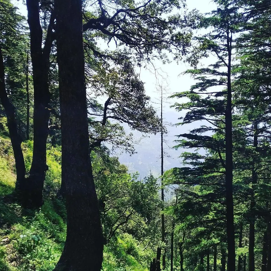 Shimla Pines Homestay India