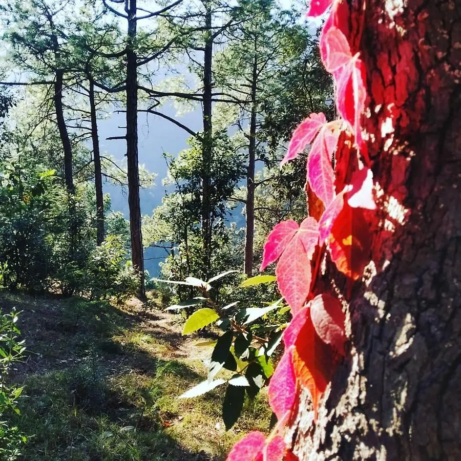 Shimla Pines Homestay Bed & Breakfast