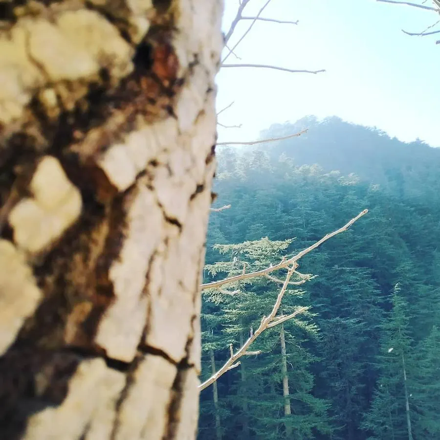 Shimla Pines Homestay Bed & Breakfast